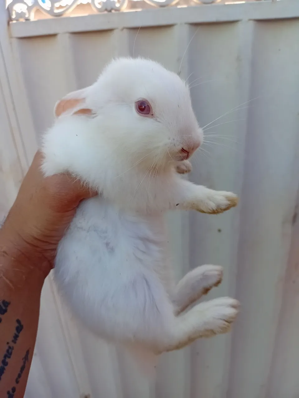 Coelhinho Branco