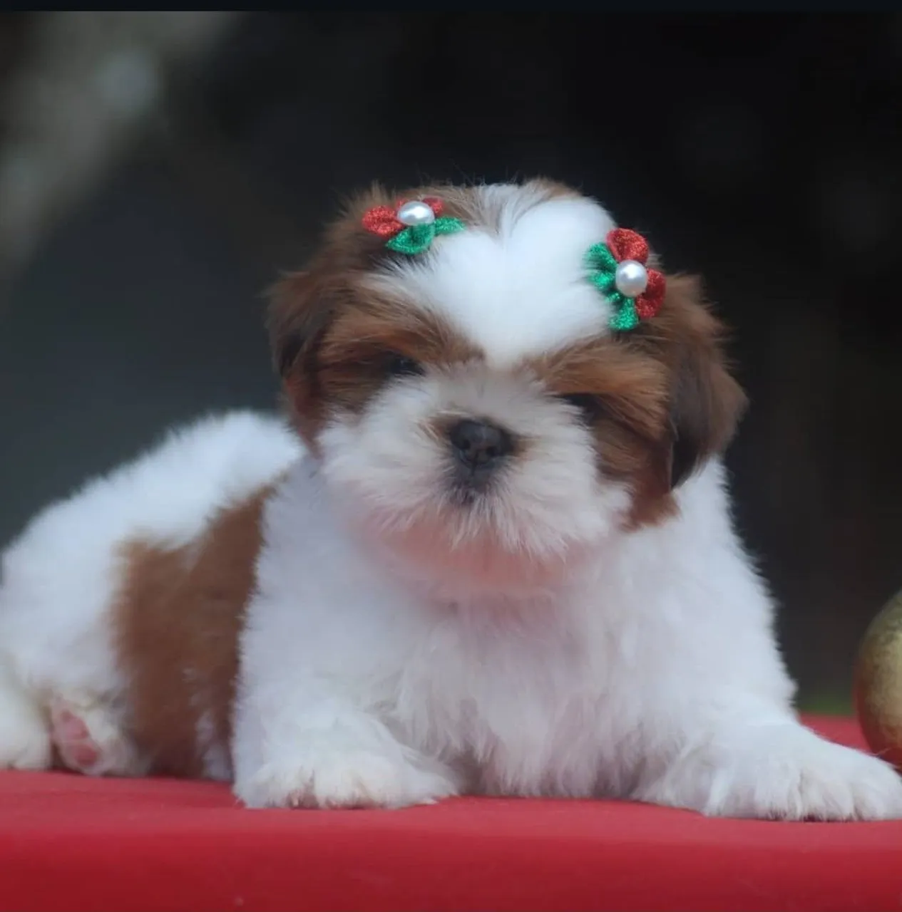 Filhote fêmea shih tzu