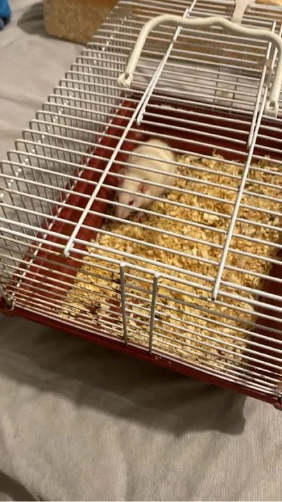 Rato Twister mais gaiola