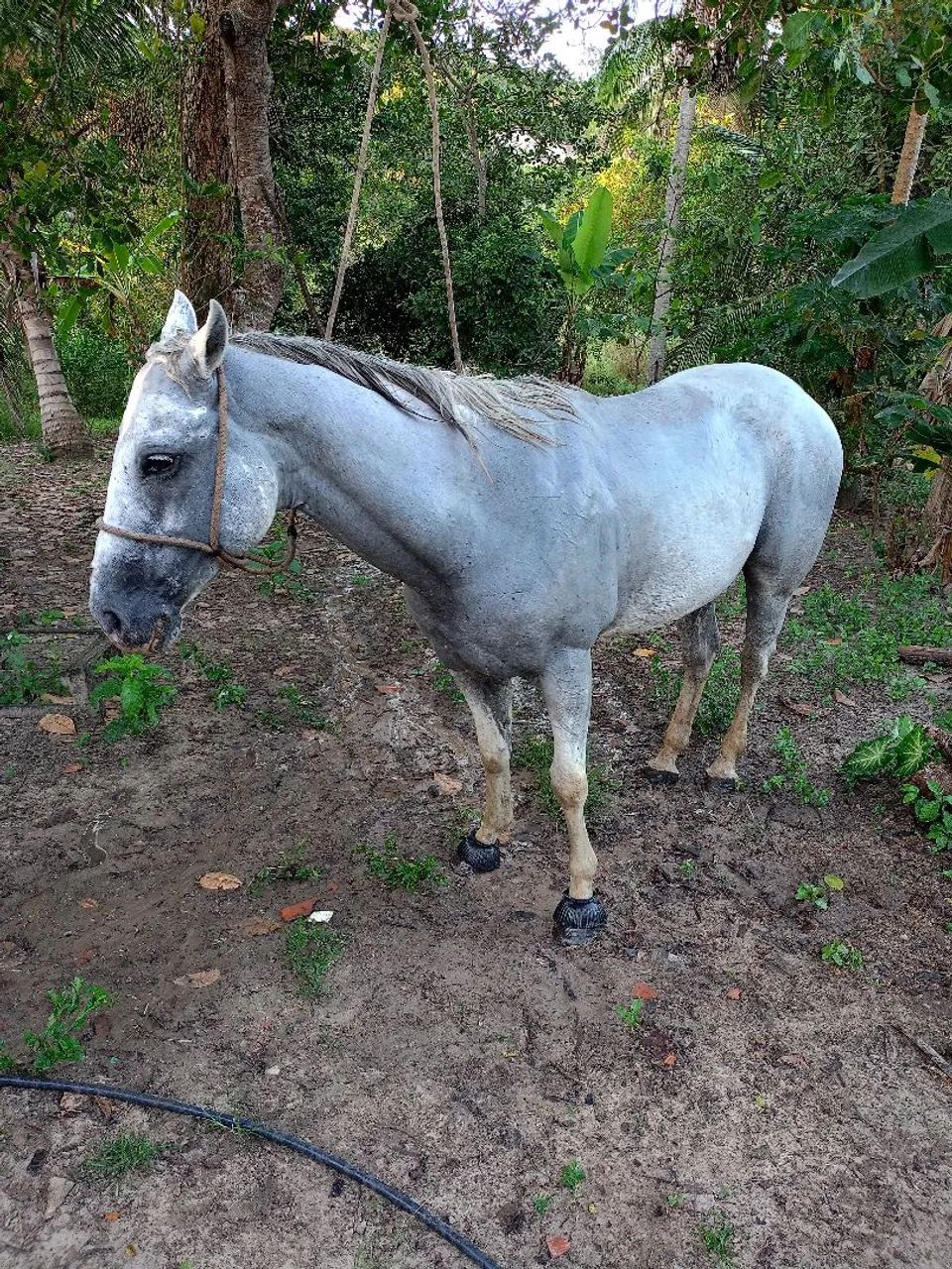 Cavalo de direita , 7 anos , pronto pra pegar e ir pra corrida? - Foto 2