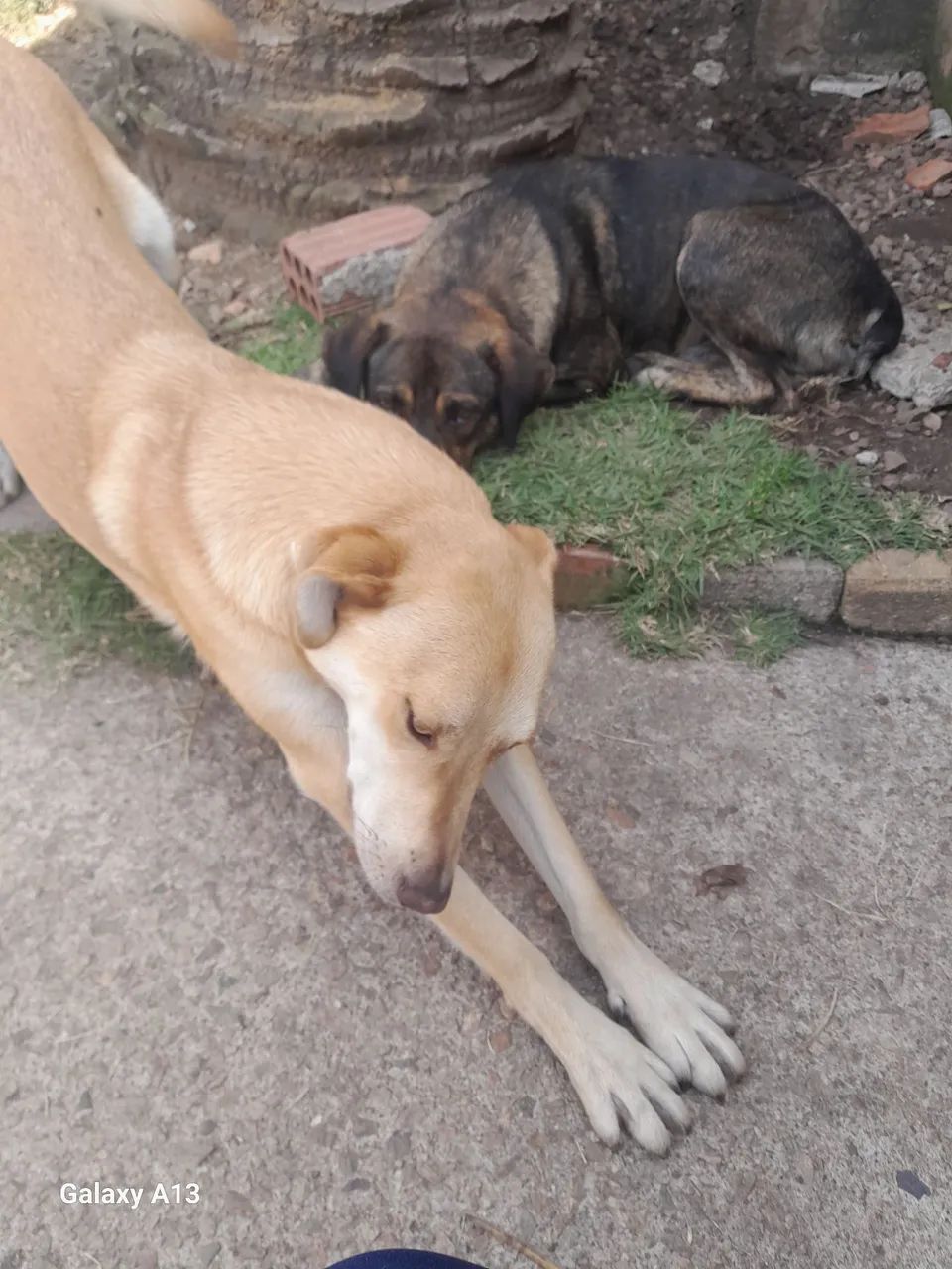  cão para adoção!
