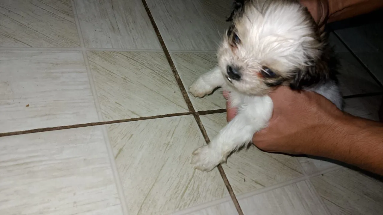 Filhote de Shih Tzu disponível Macho