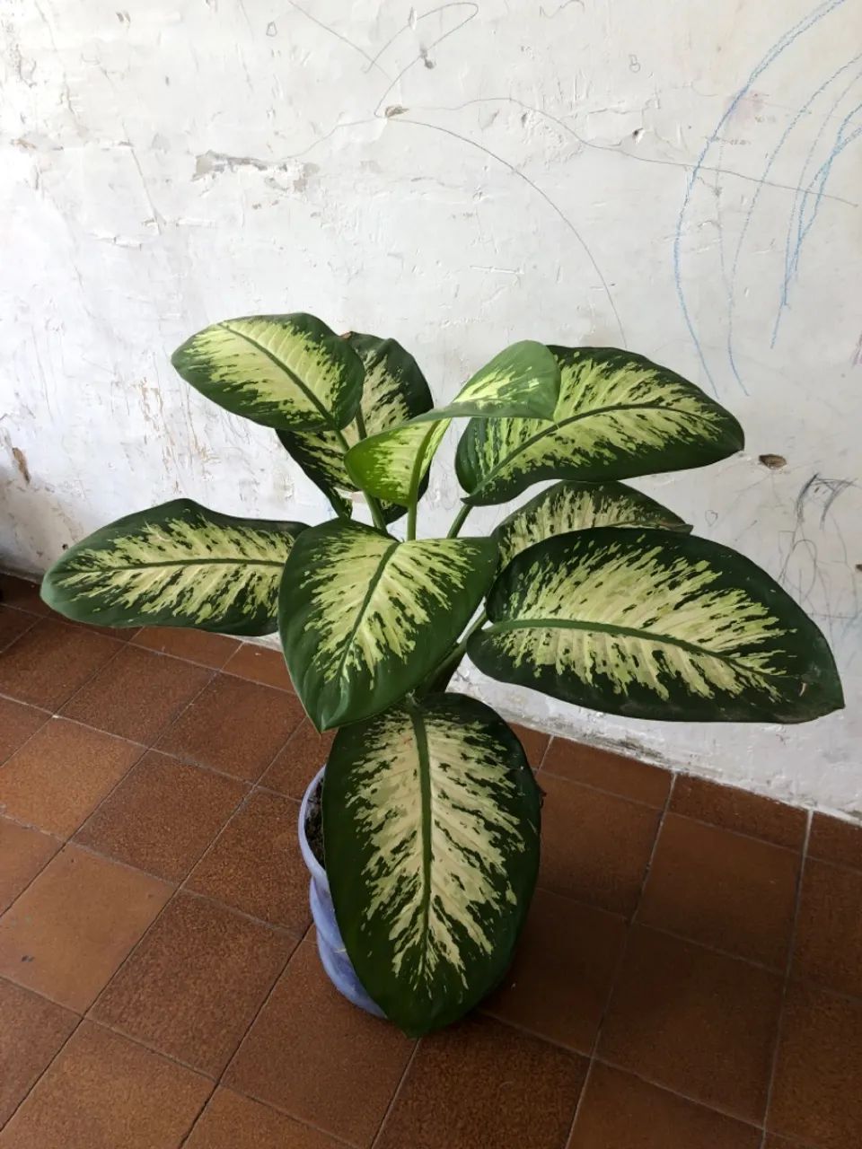 COMIGO-NINGUÉM-PODE 