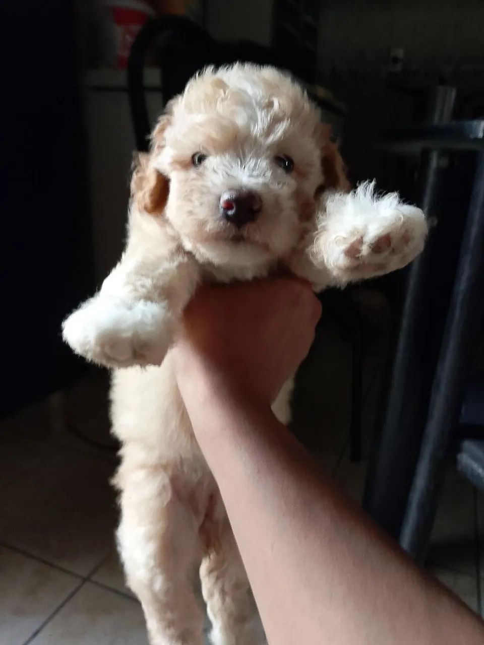 Filhote de Poodle - Foto 3