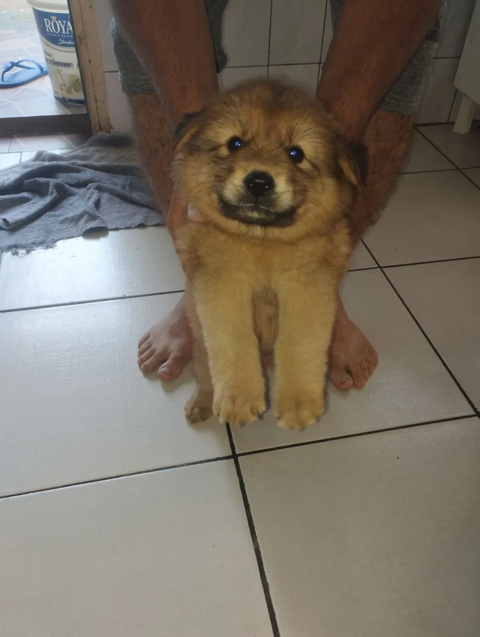 Filhote de Chow Chow disponível!
