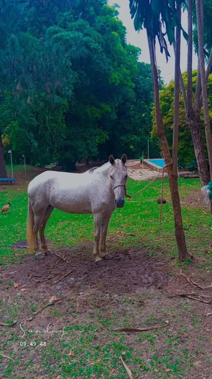 Vendo égua marcha de centro  - Foto 2