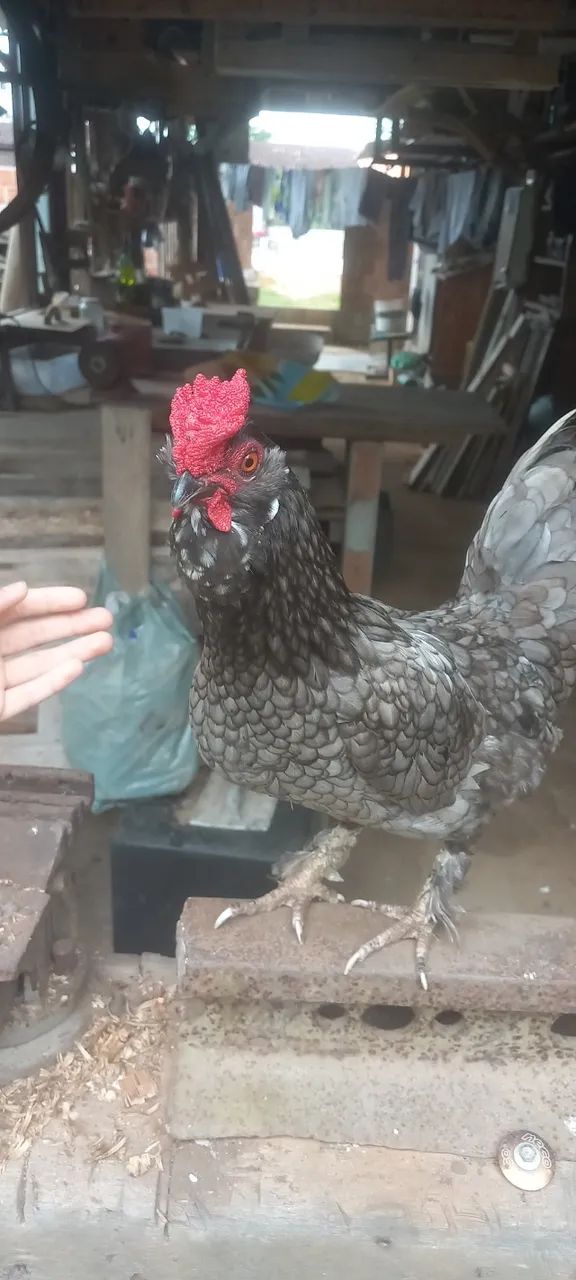  Garnizé macho crista de Rosa e pintinhos de raças misturadas . - Foto 2