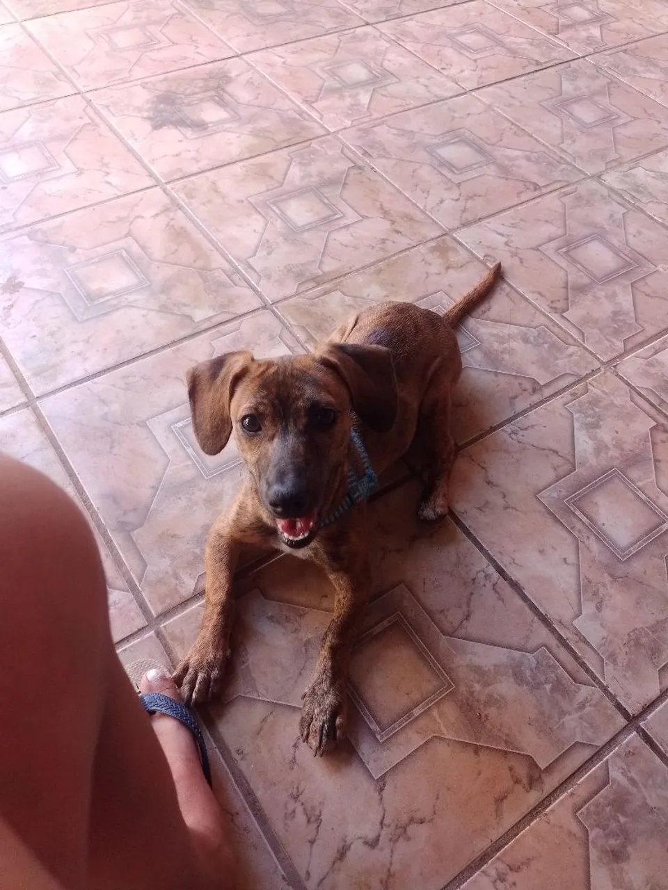 Cachorro para doação 