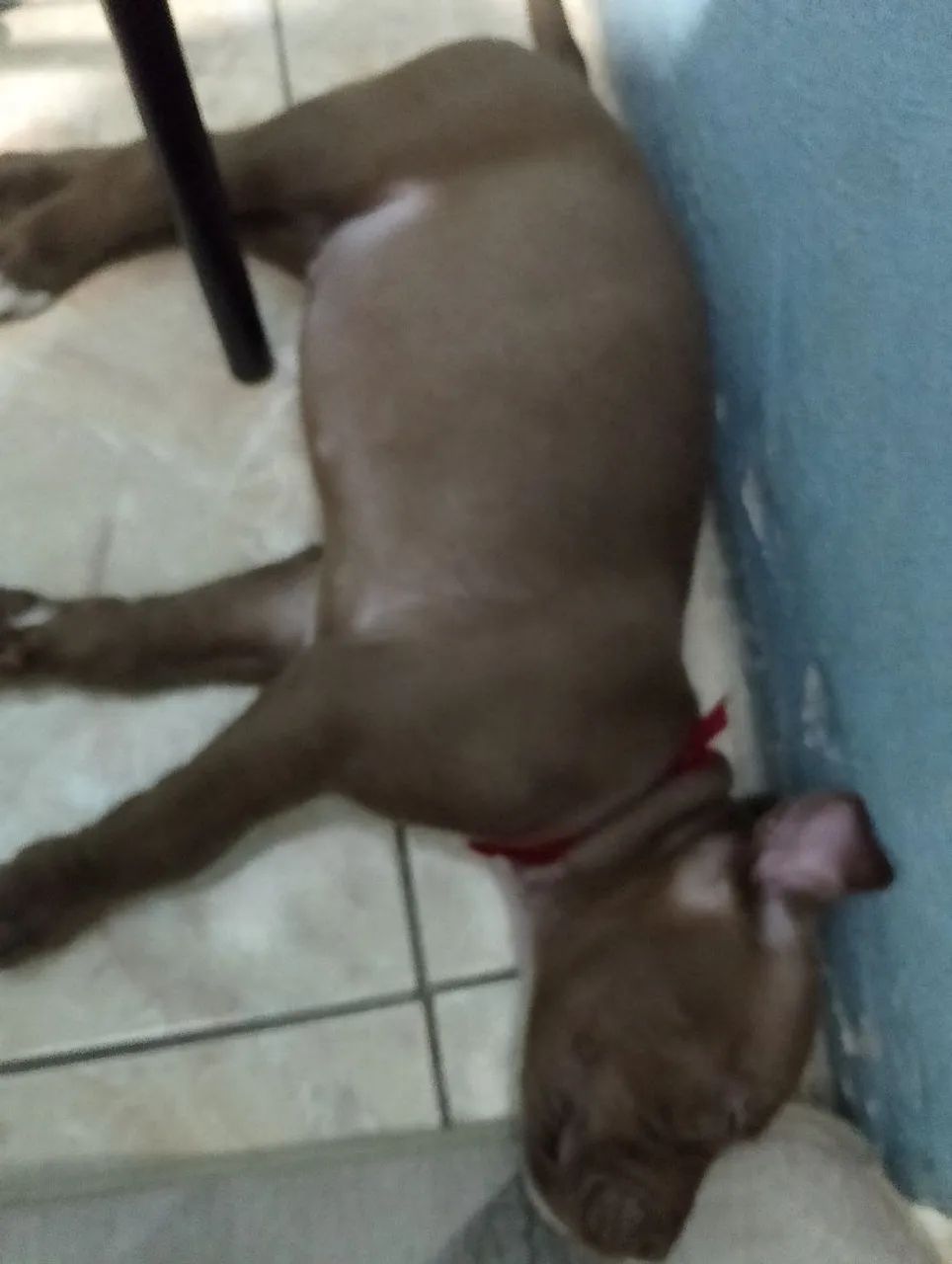 Filhote de Pitbull  - Foto 2