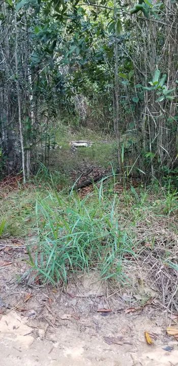Terreno em área verde com acesso por estrada de terra - Foto 3