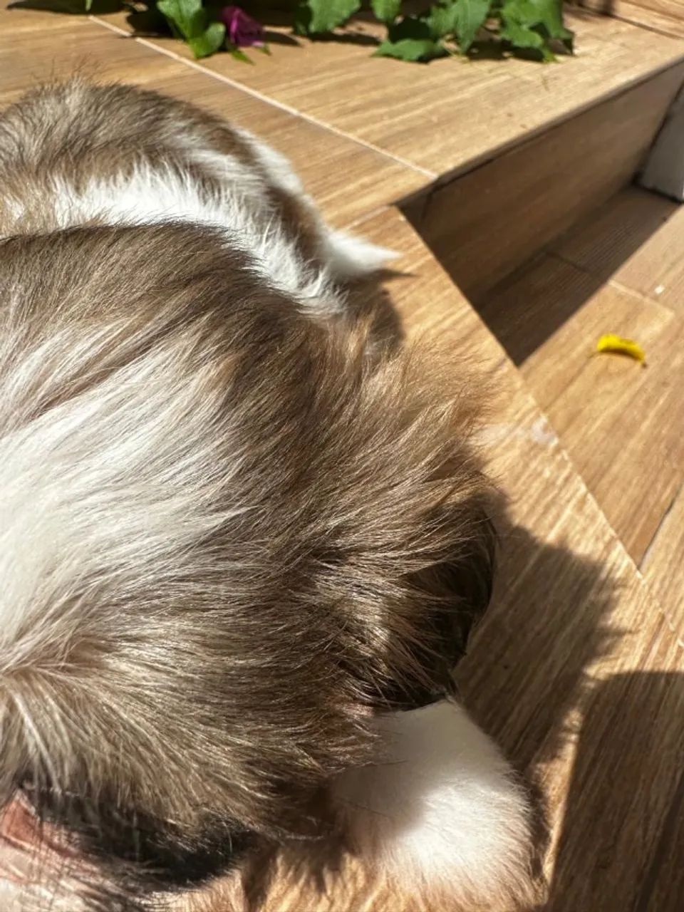 Filhote shitszu- pai e mãe com pedigree  - Foto 4