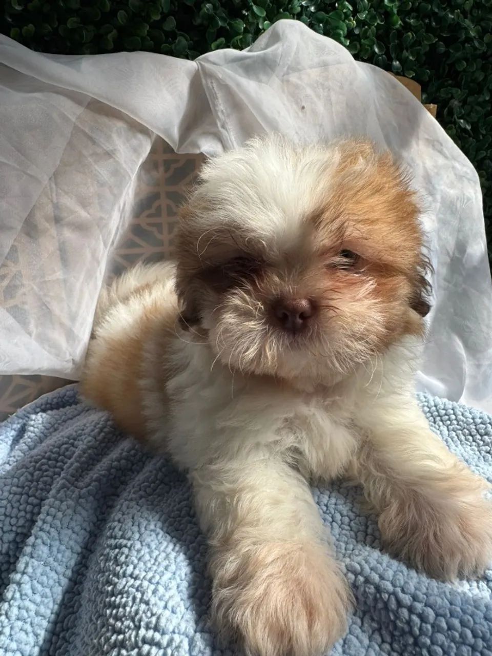 shih tzu bbs lindos  - Foto 3