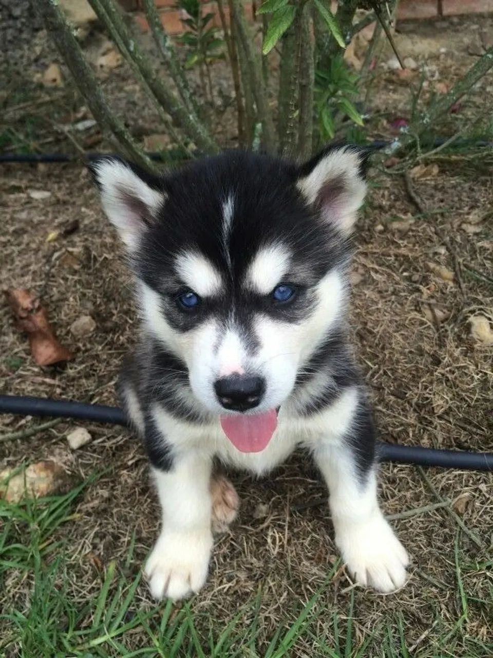 Husky siberiano formidavel 