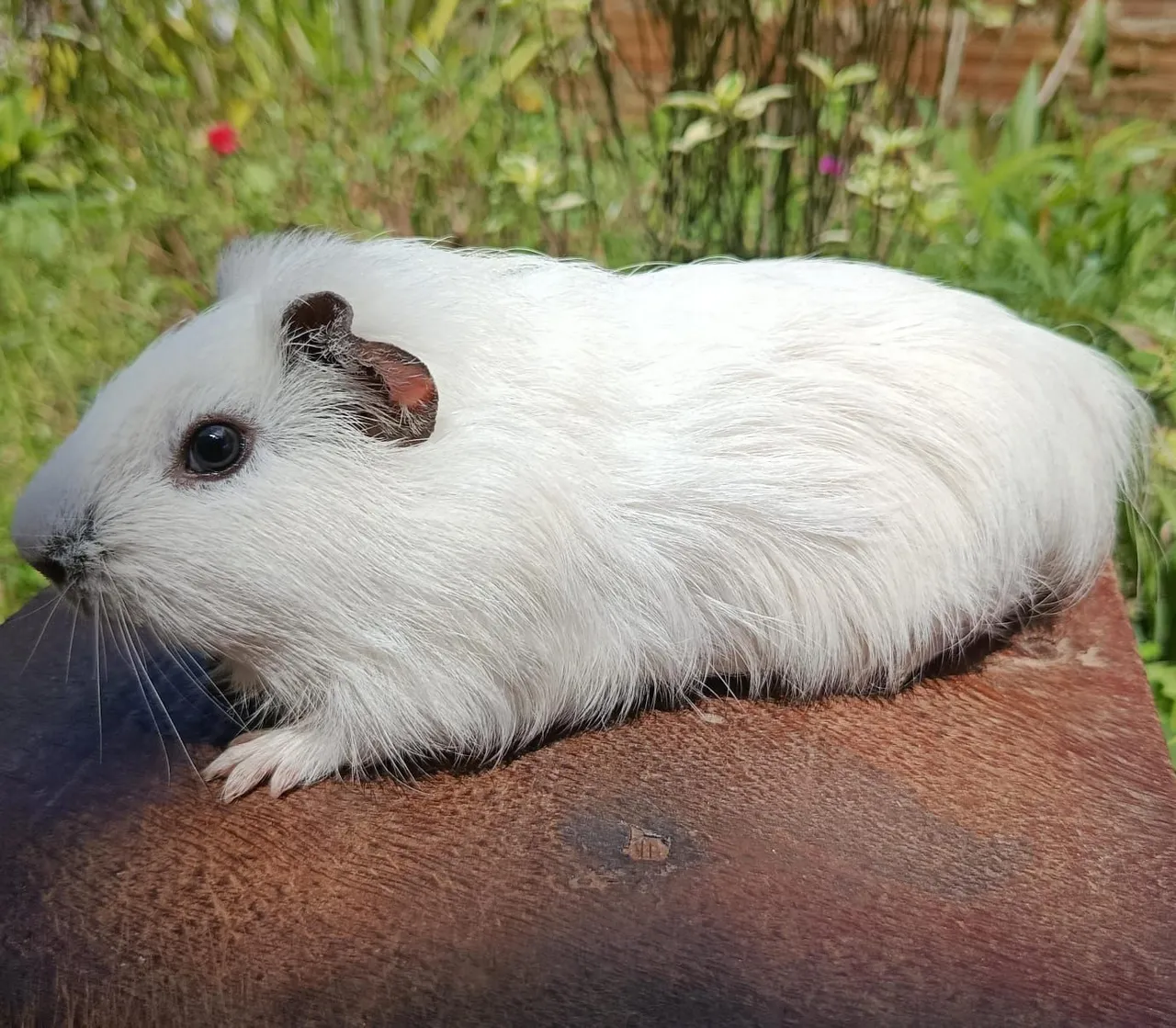 Porquinhos da Índia disponíveis 