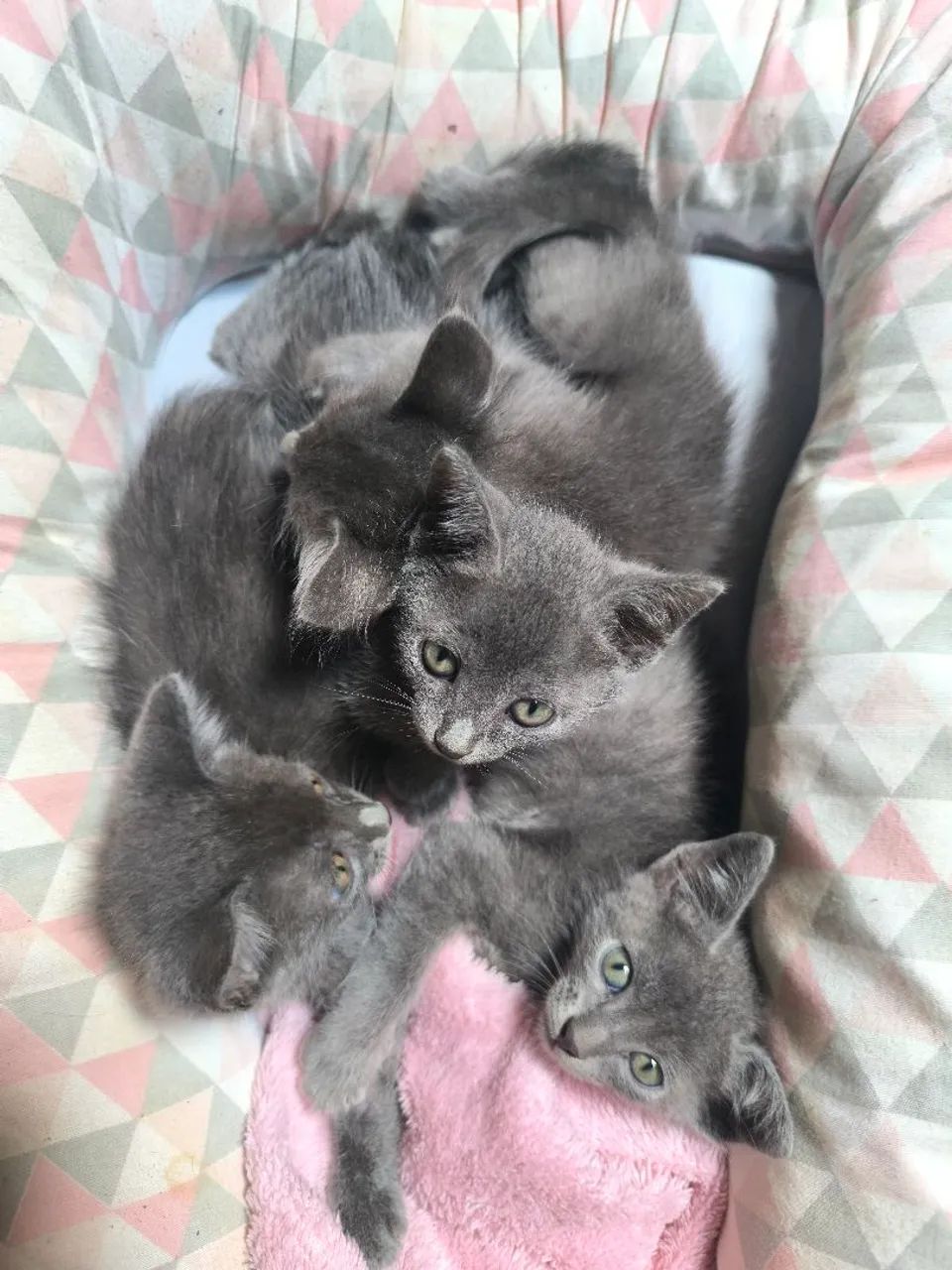 Ultimos filhotes de Russian blue disponível  - Foto 5