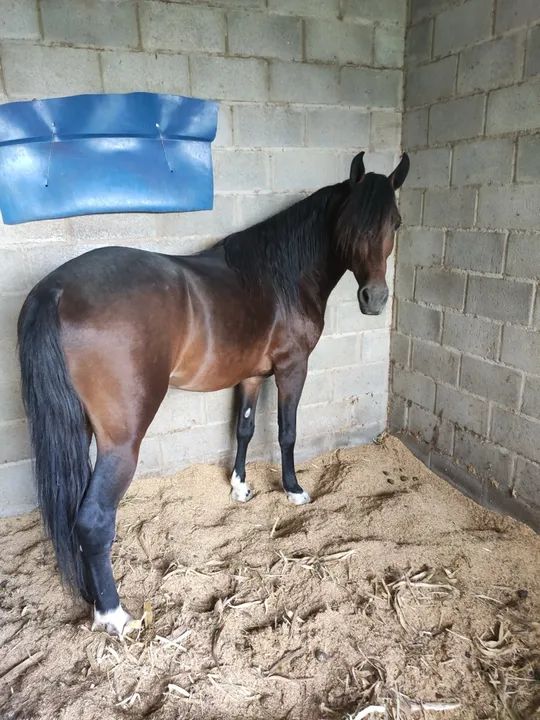 Venda de cobertura Mangalarga Marchador