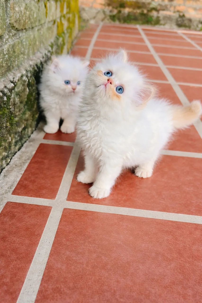 Filhotes de Persa Macho - Foto 4