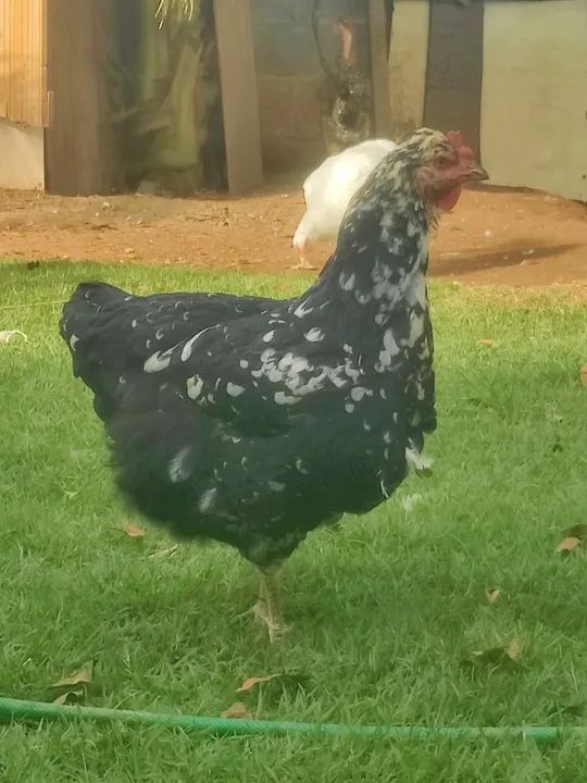 Pitinhos balão tradicional  - Foto 6