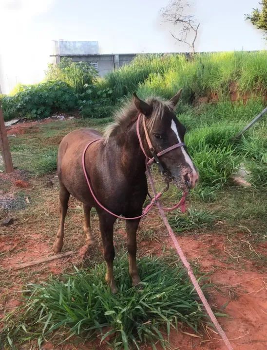 Pônei marcha picada a venda!