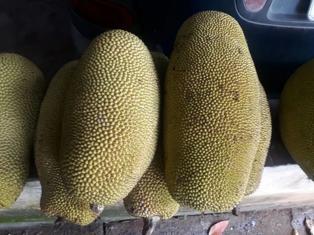 Jacas maduras  - Foto 4