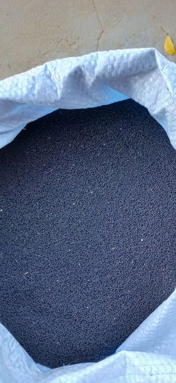 Sementes a granel / Atacado Coentro, Marcela ou Caro Santo  - Foto 5