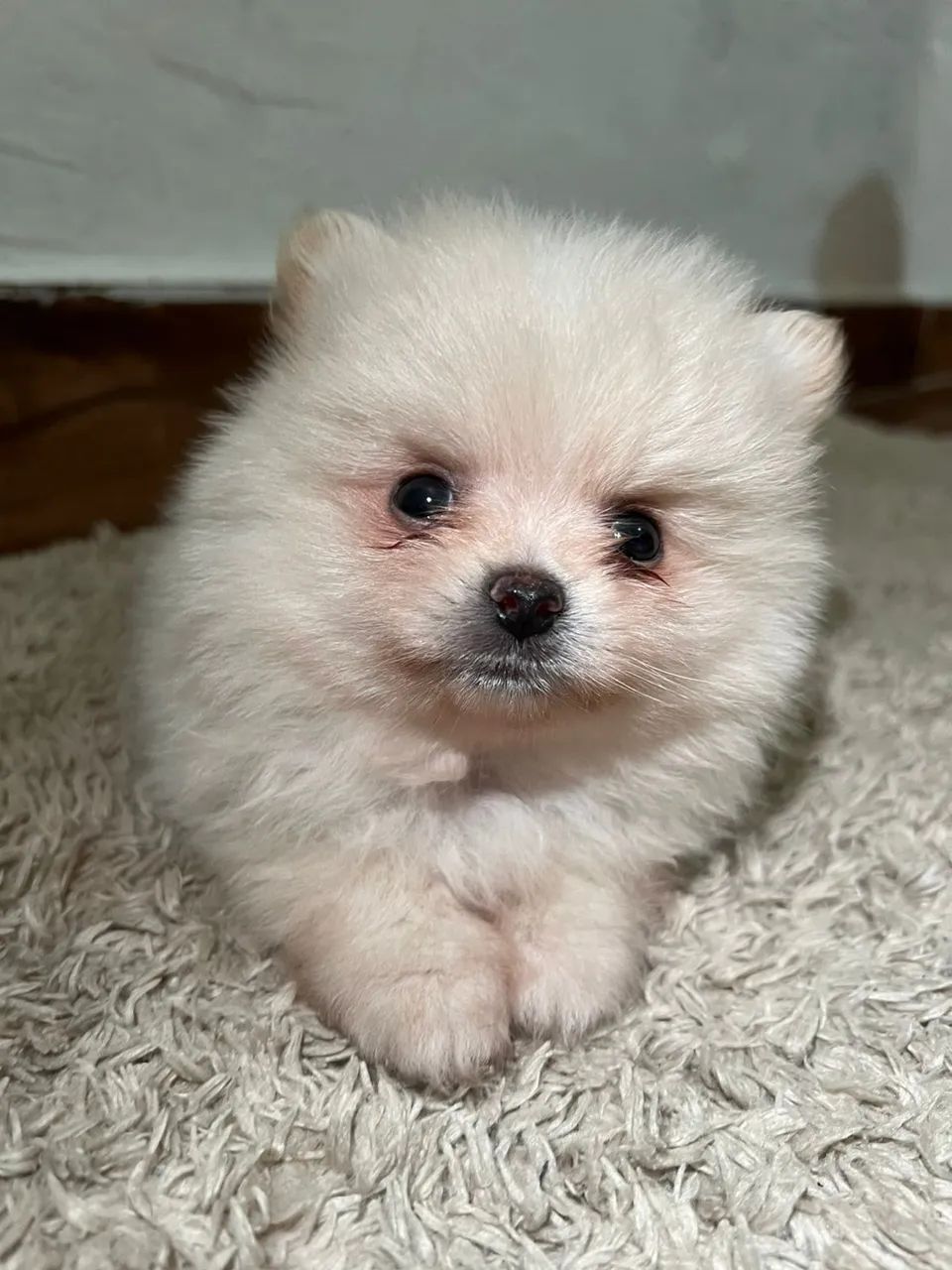 Cachorro Lulu da Pomerânia perfeito para completar sua família neste Natal