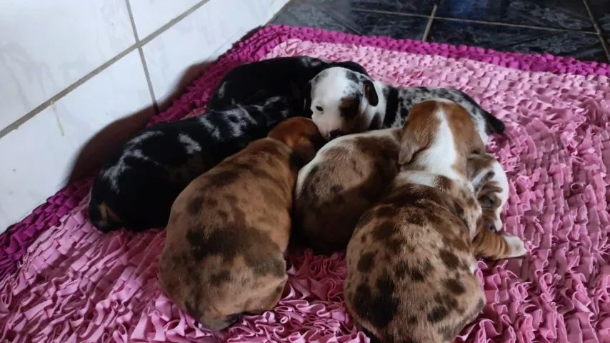 Dachshund com atitude e muito amor - Foto 2