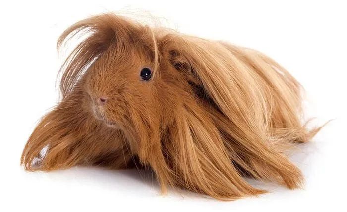 Porquinho da Índia peruano 