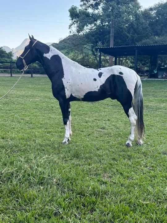 Cavalo de marcha picada Homozigoto - Foto 3