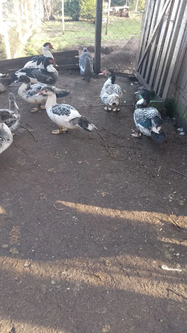 Lindos patos