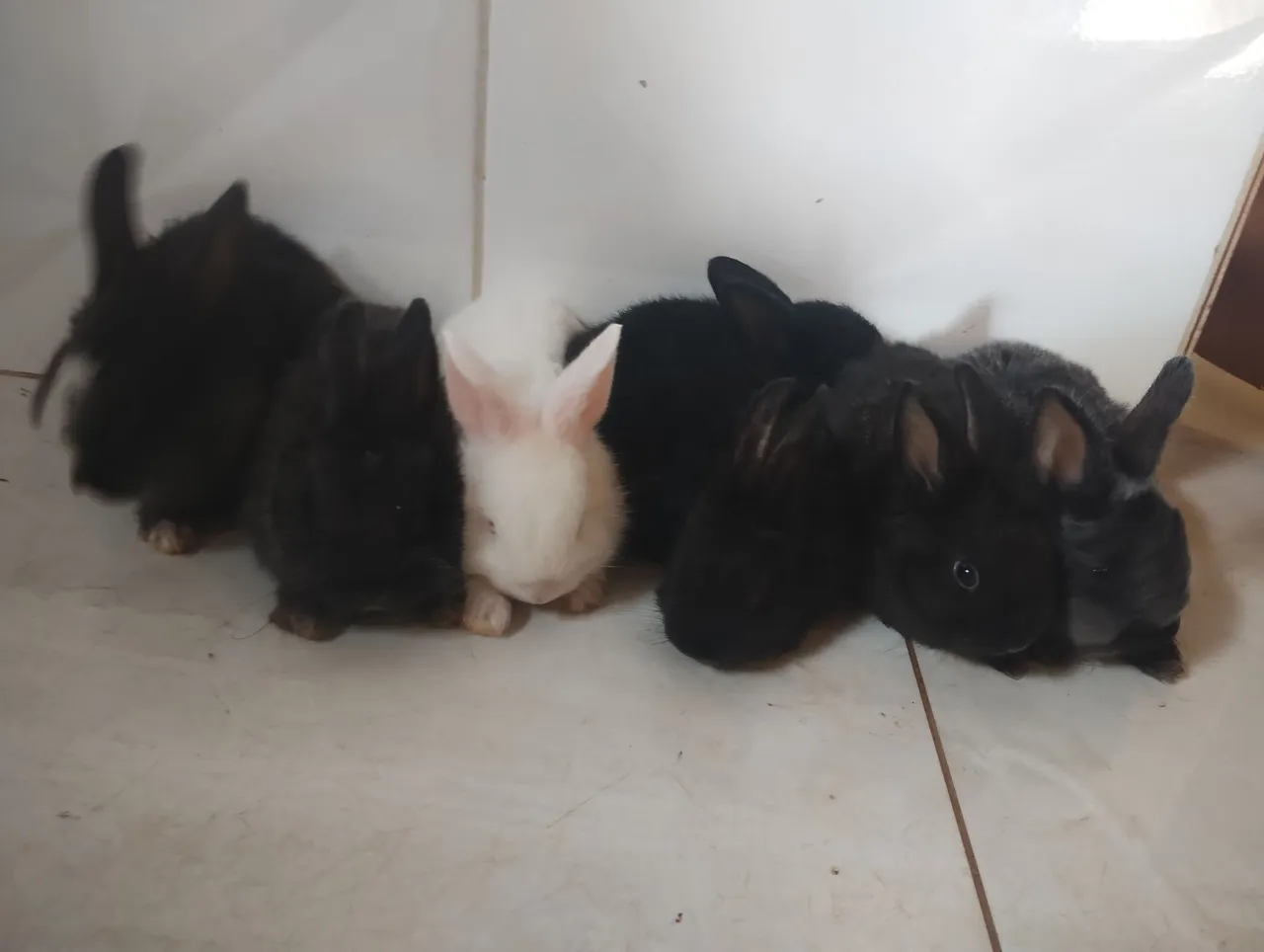 Coelhinhos fofinhos