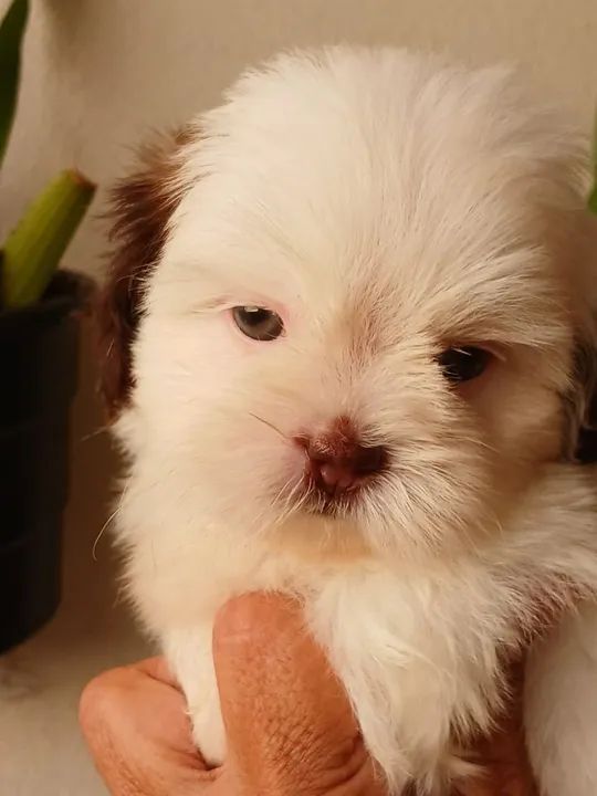 BBS de chitizu a pronta entrega 