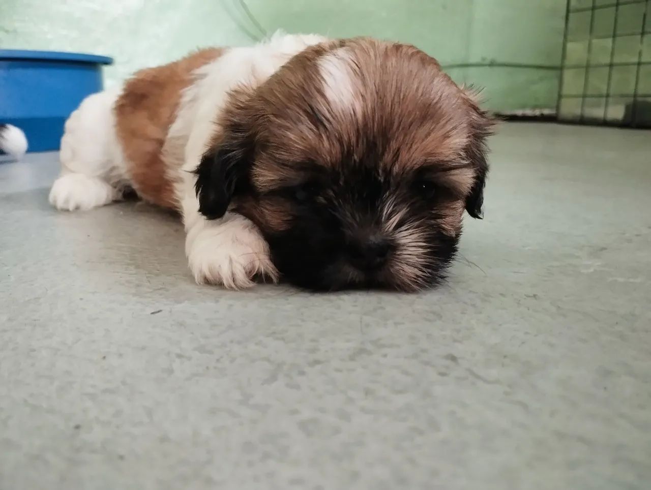 Última fêmea de Shitzu   - Foto 2