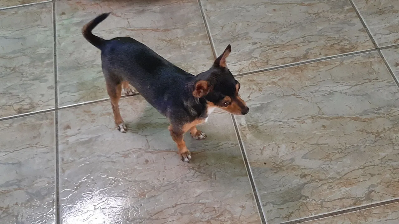 Cachorro pintar Fêmea