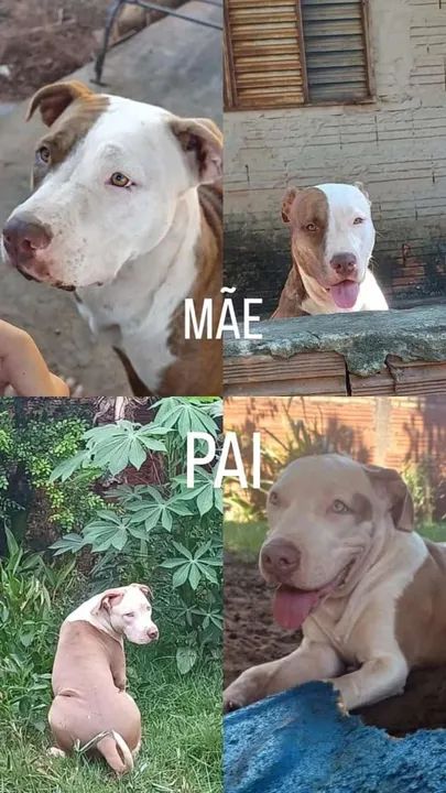 Vendo filhotes de Pitbull puro  - Foto 3