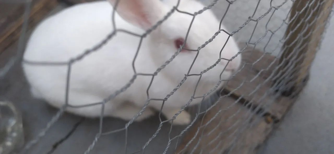 Vendo Coelho femea - Foto 2