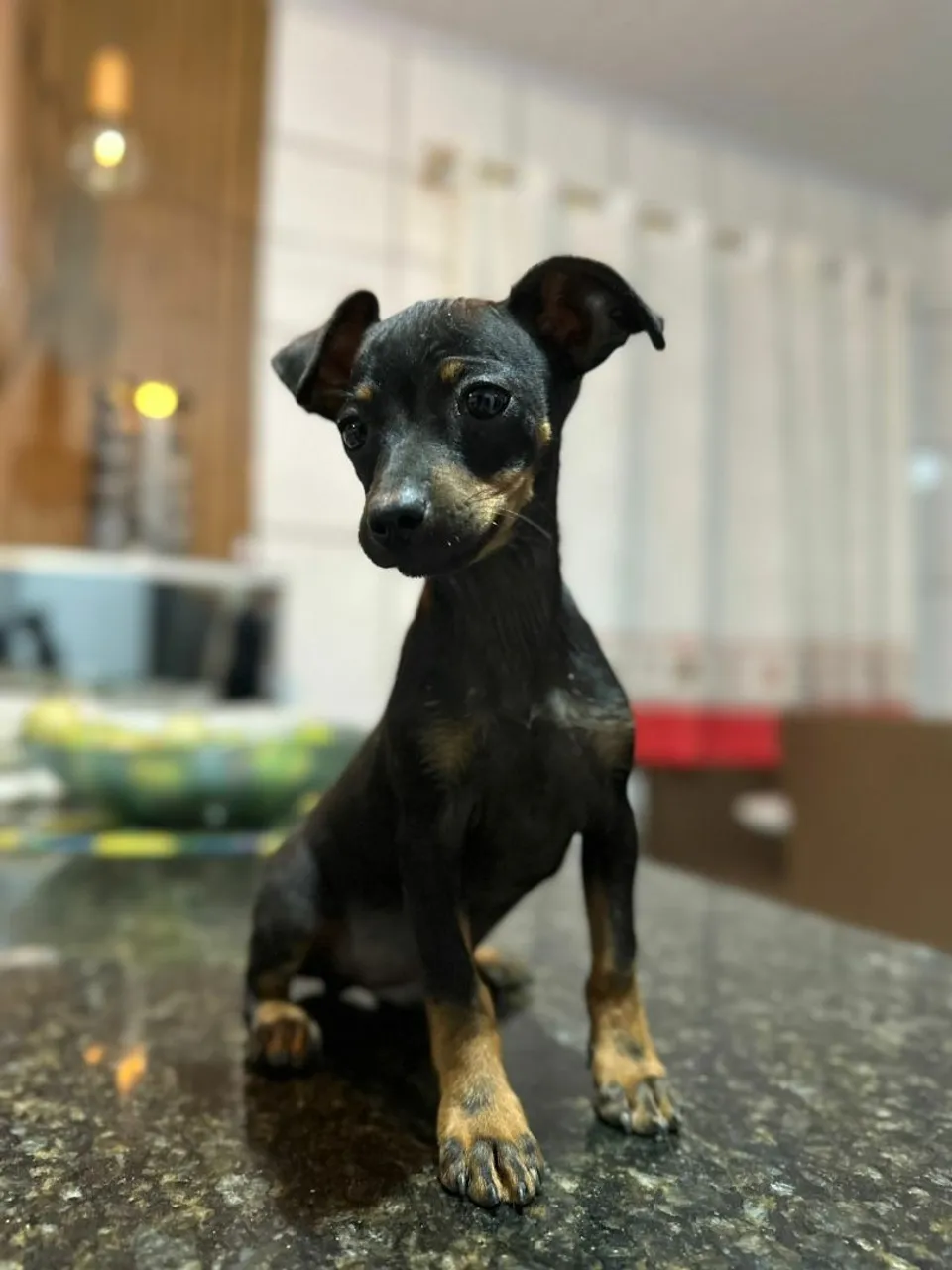 Filhote de Pinscher macho