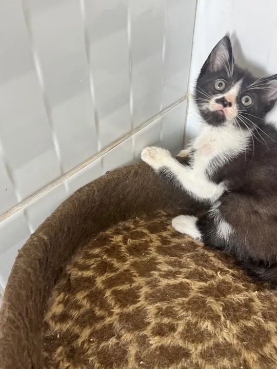 Gatinho preto e branco disponível para adoção - Foto 4