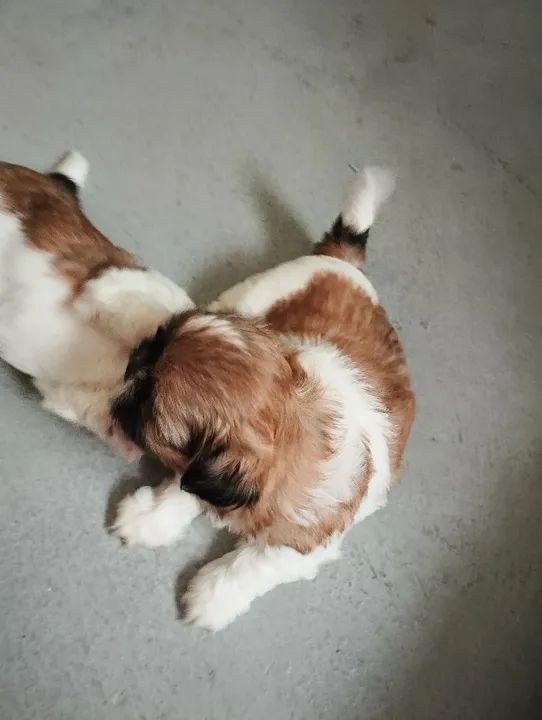 Última fêmea de Shitzu   - Foto 6