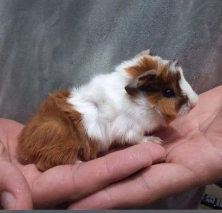 Porquinho da índia peruano - Foto 5