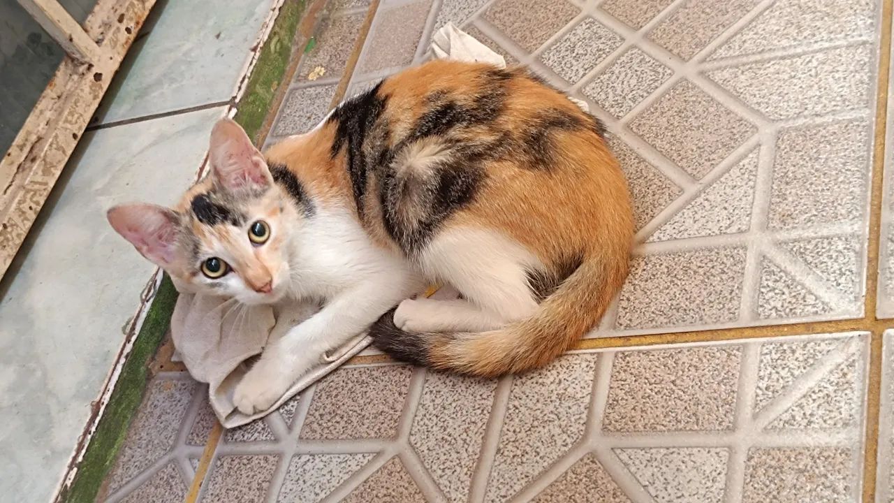 Gatinha tricolor  - Foto 2