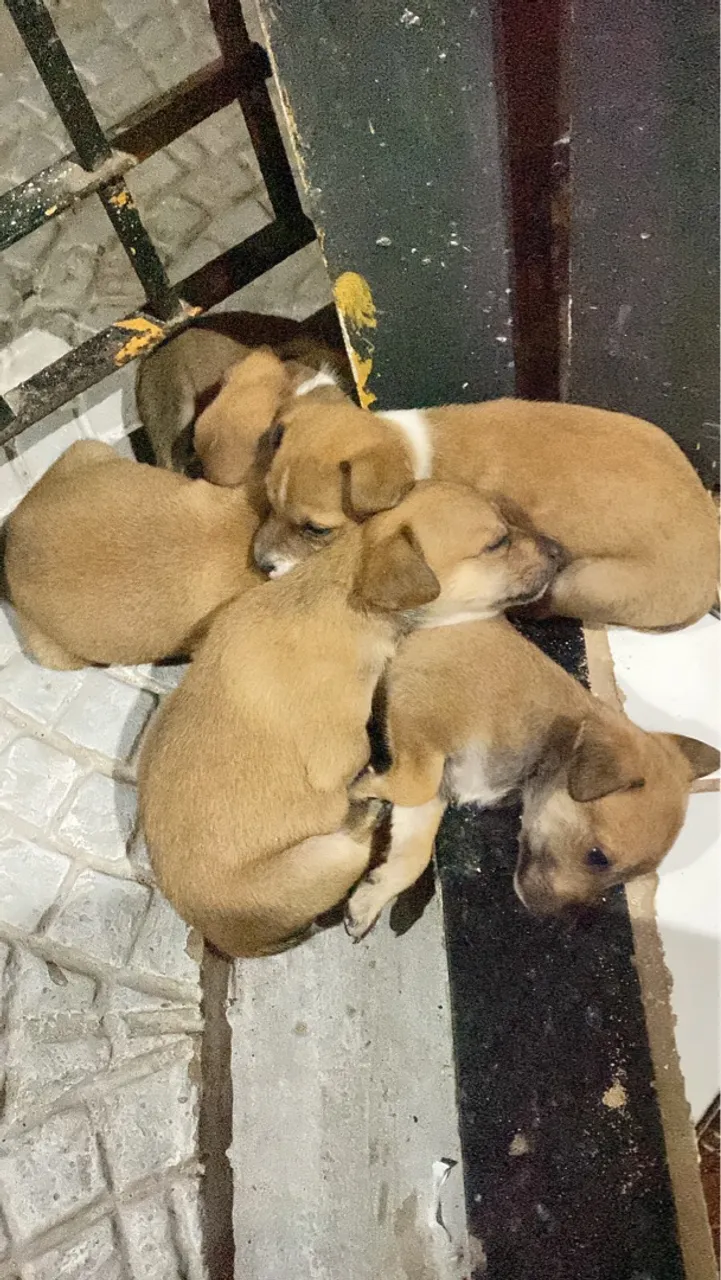 Filhotes de porte médio para adoção