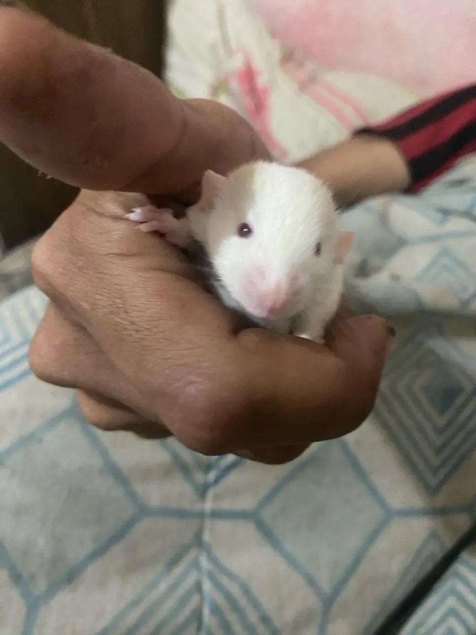 Filhotes de twister  - Foto 6