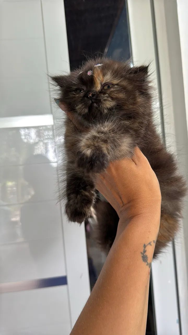 Gata fêmea persa  - Foto 2