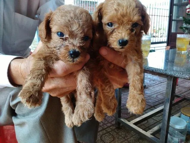 poodle x york lindos e peludos 