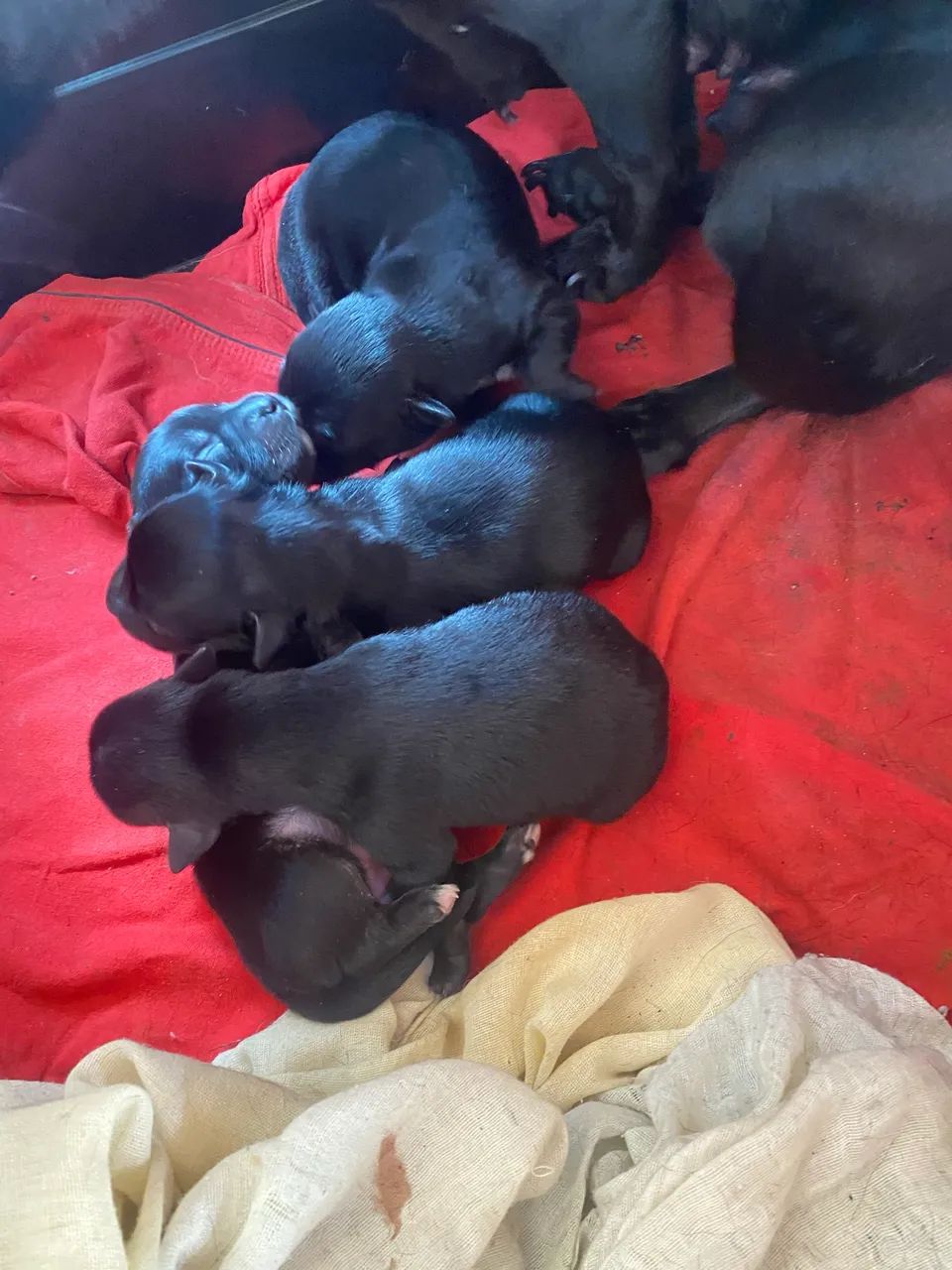 Cachorro  - Foto 2