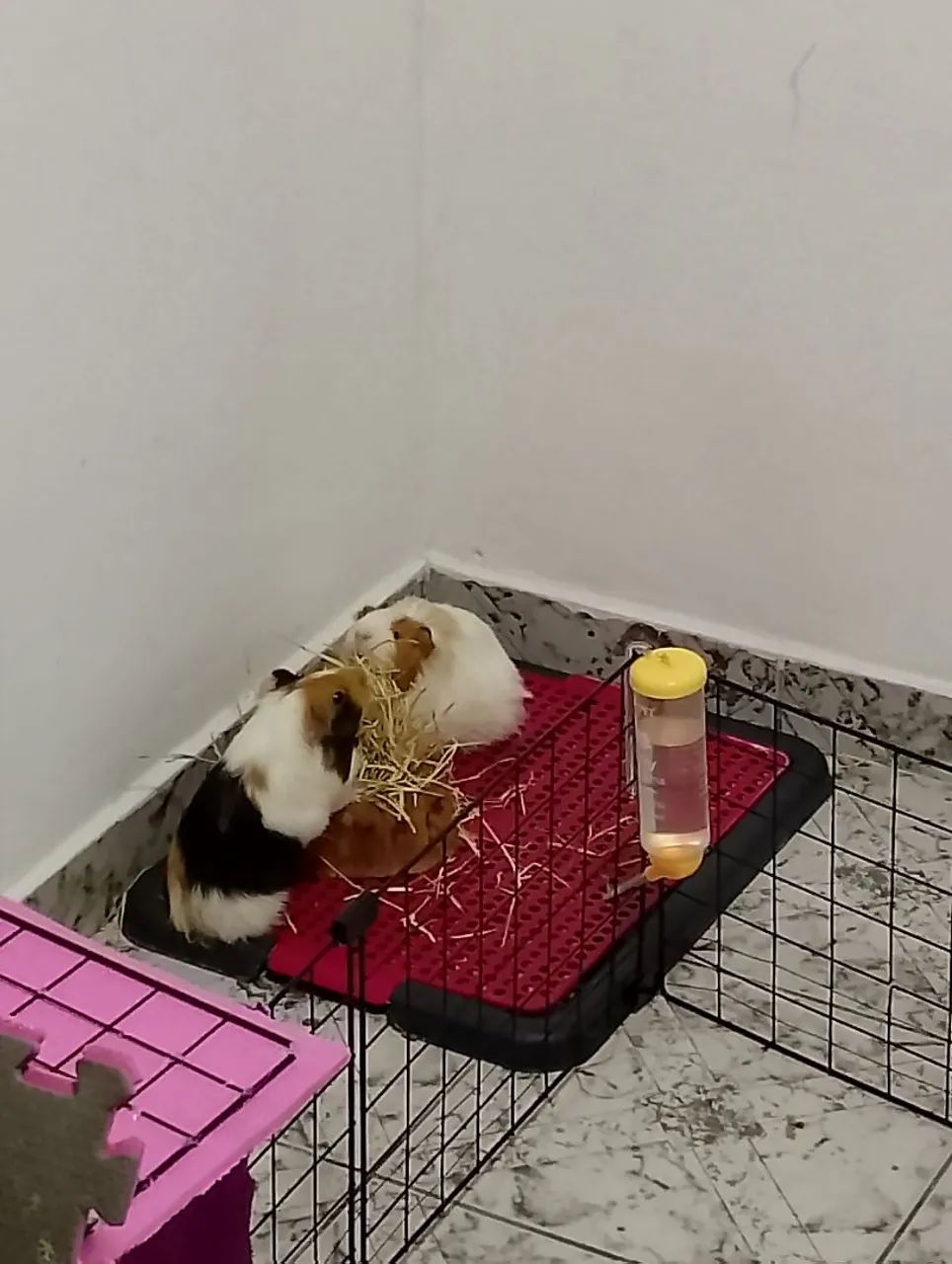 Guinea pig with a large cage.