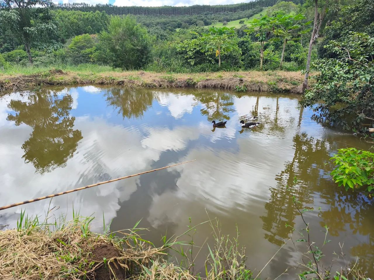 Fazendinha em planalmira