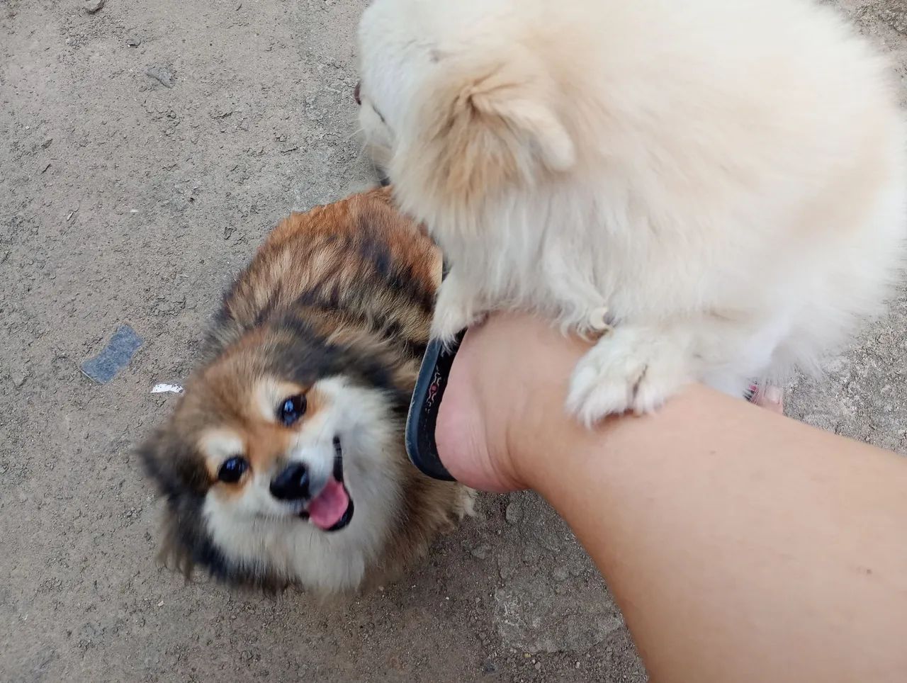 Cachorro  - Foto 2