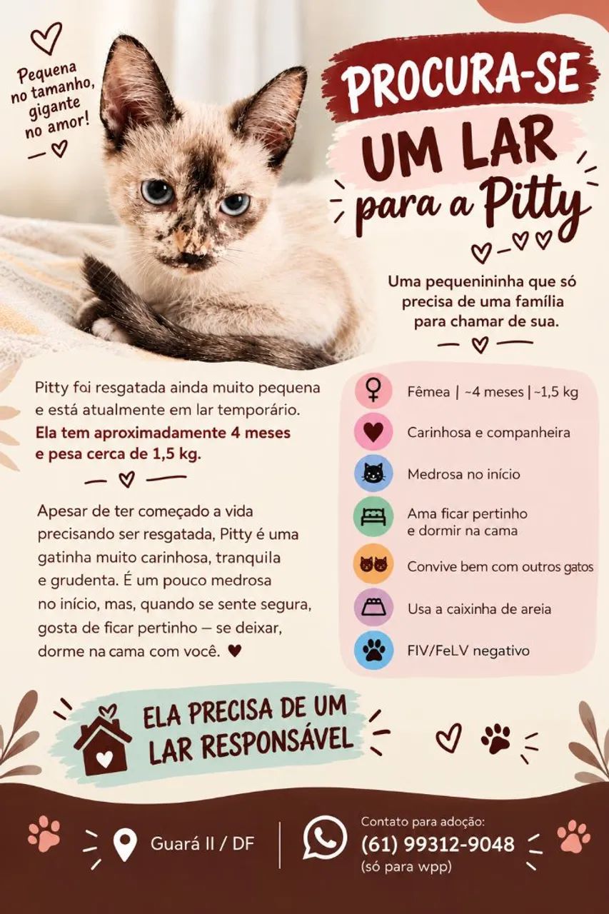 Gata para adoção  - Foto 2